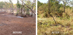 desertification restoration