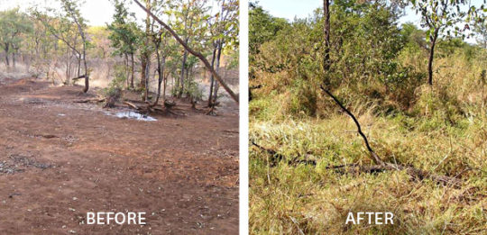 desertification restoration