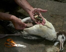 ALBATROSS Plastic in guts