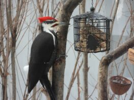 Pileated Woodpecker at suit