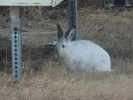 jack Rabbit