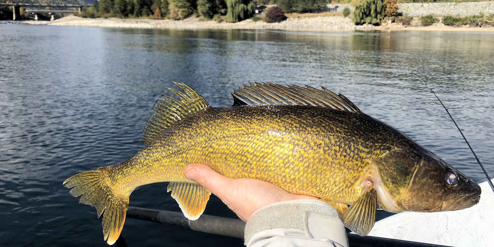 Walleye fish