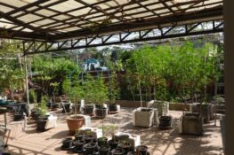 Cannabis Garden outdoor